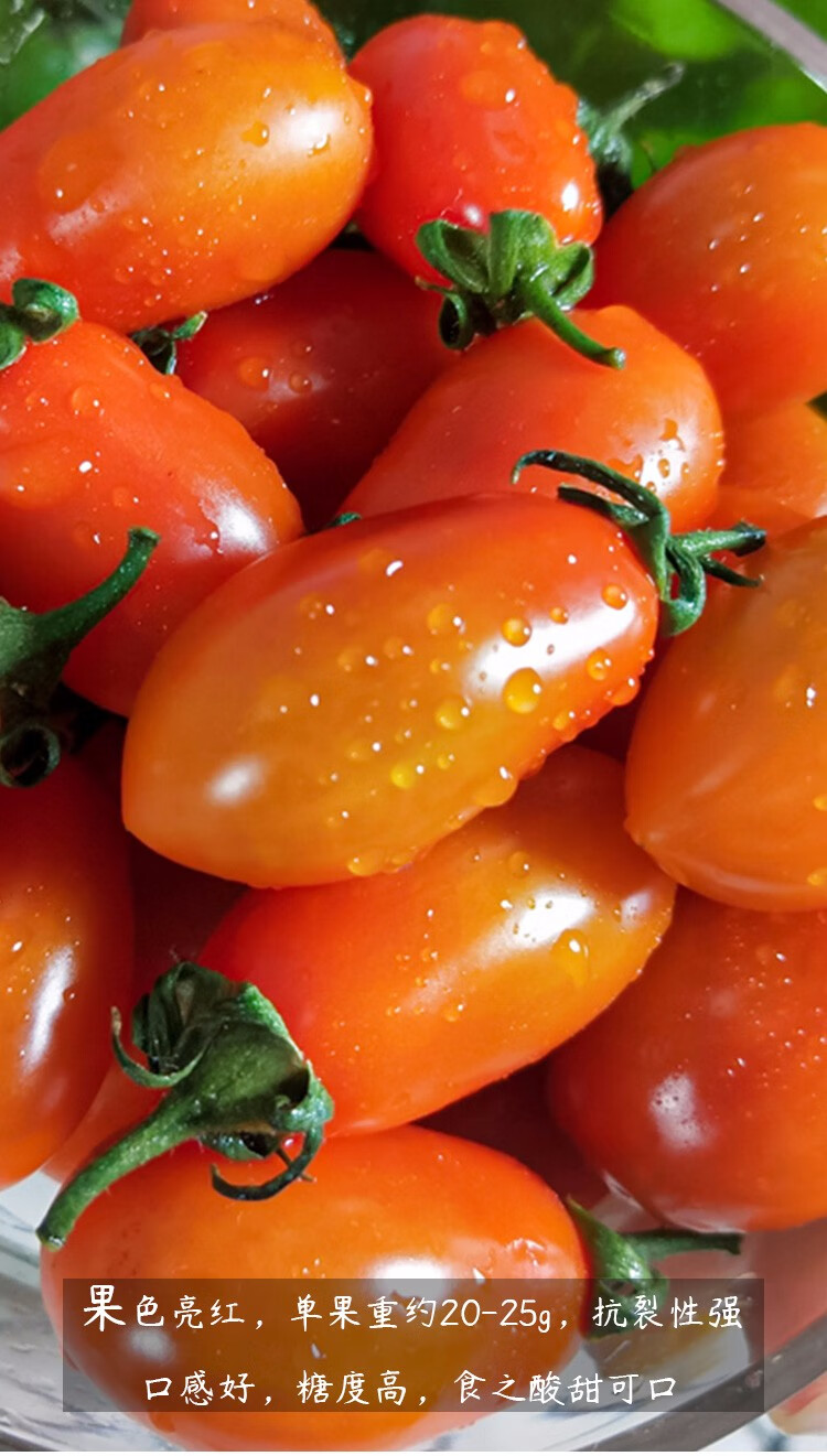 寿禾 花生柿子番茄种子/种苗 香蕉奶油超甜樱桃小西红柿 特色阳台盆栽