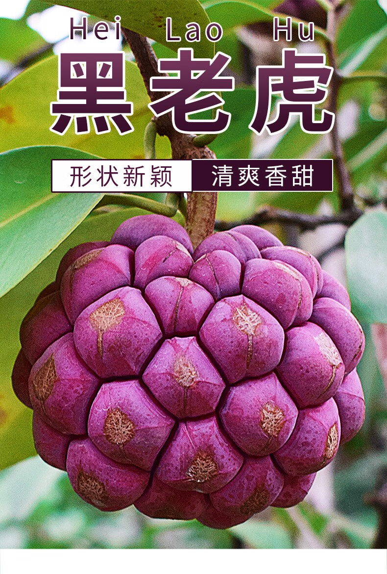 寻味君 黑老虎 新鲜布福娜冷饭团血藤果实恶魔果实 稀有罕见水果 2斤