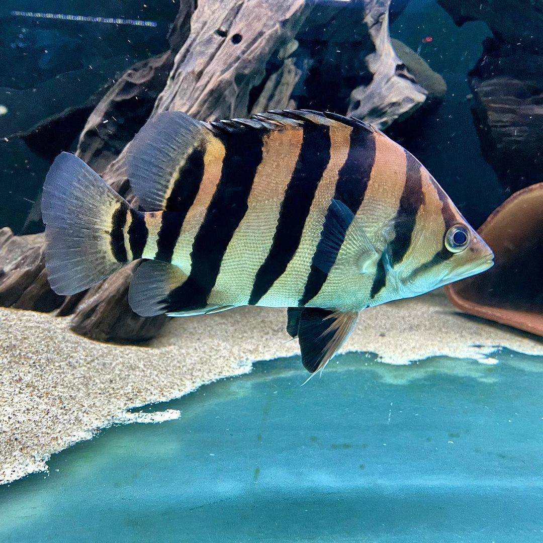 milkman活体苏门答腊虎印尼虎鱼苏虎杂纹练手纯三纹四纹虎热带观赏龙