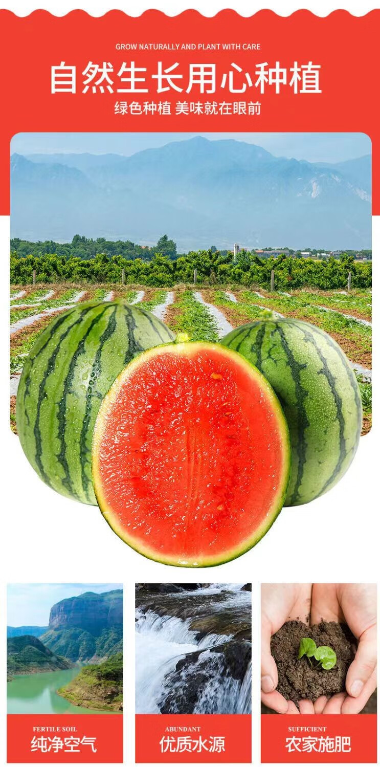 爆甜8424麒麟西瓜无籽手剥皮糖丸小西瓜2k4k西瓜当季新鲜水果皮薄肉脆