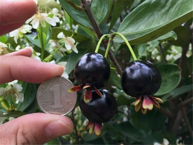 樱桃树苗 巴西樱桃果树苗 黑玫瑰樱桃树苗大果樱桃苗庭院阳台盆栽地载