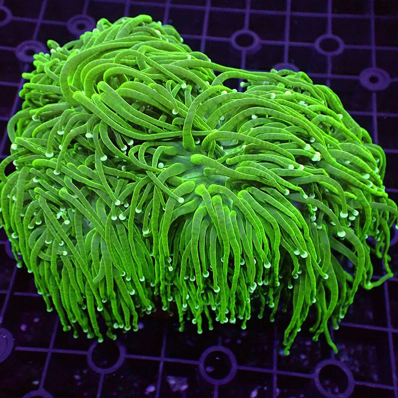 珊瑚活体活物火柴头珊瑚印尼绿火柴头火炬海水观赏物运输包活-岚黛