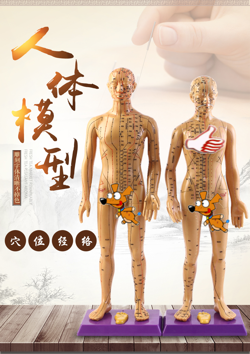 子彧人体模型中医经络图针灸穴位人体模型男模女模教学铜人48cm白色