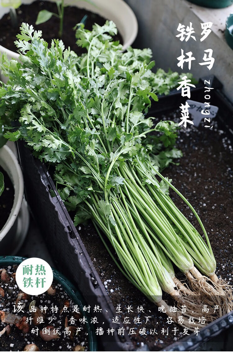 寿禾 农家小叶香菜种子芫荽蔬莱籽种籽传统佐料型阳台四季播盆栽摩西