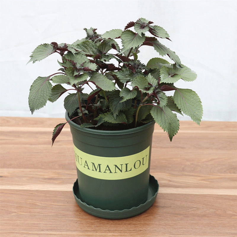 紫苏盆栽香草可食用调味剂阳台好养植物紫苏加仑盆含盆