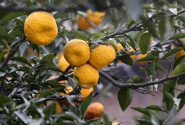 湖北酸抛柑 臭皮柑 抛柑新鲜孕妇黄皮水果苦酸泡柑酸柑子 酸泡柑特酸