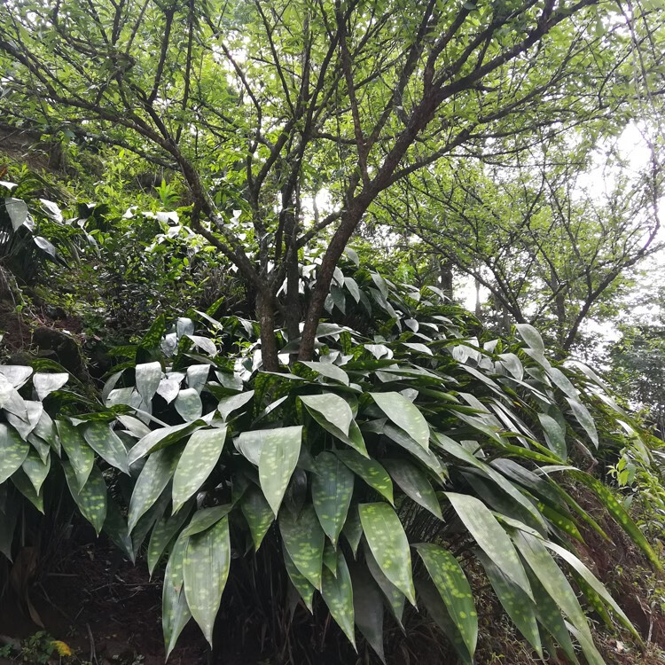 四川花粽叶新鲜粽子叶一叶兰箬叶花斑粽叶大粽子叶包粽子100片