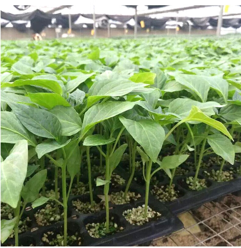 寿禾 杭椒种子7号辣椒苗杭椒高产抗病盆栽辣椒苗春秋紫红种籽超长春季
