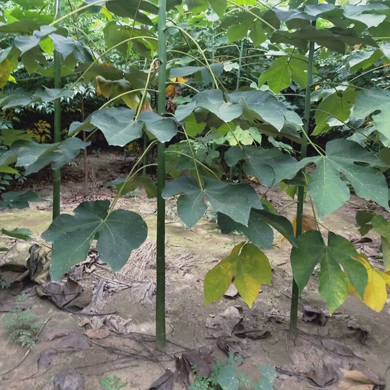 苗地栽四季种植桐麻梧桐树风景观赏树 青桐 直径4厘米粗【图片 价格