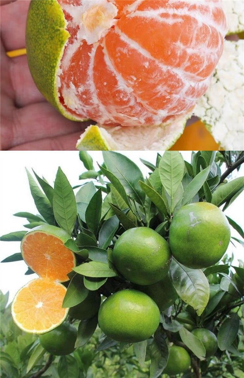 新品种青皮蜜桔苗日南一号桔苗早熟青柑橘苗嫁接无核蜜桔子树苗3年苗
