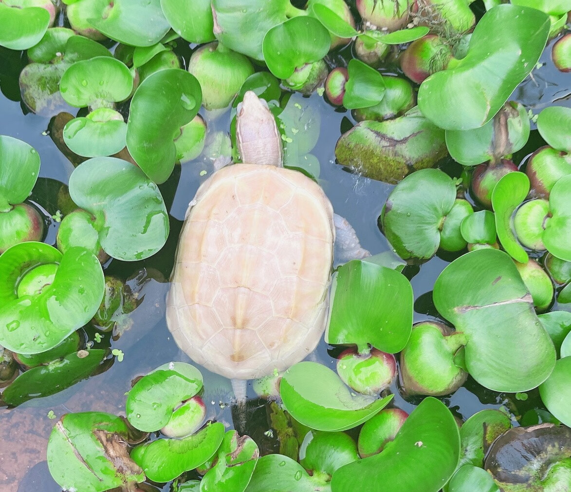 【萌龟饲家】中华白玉草龟纯种情侣白化草龟活财观赏宠物龟金线草龟