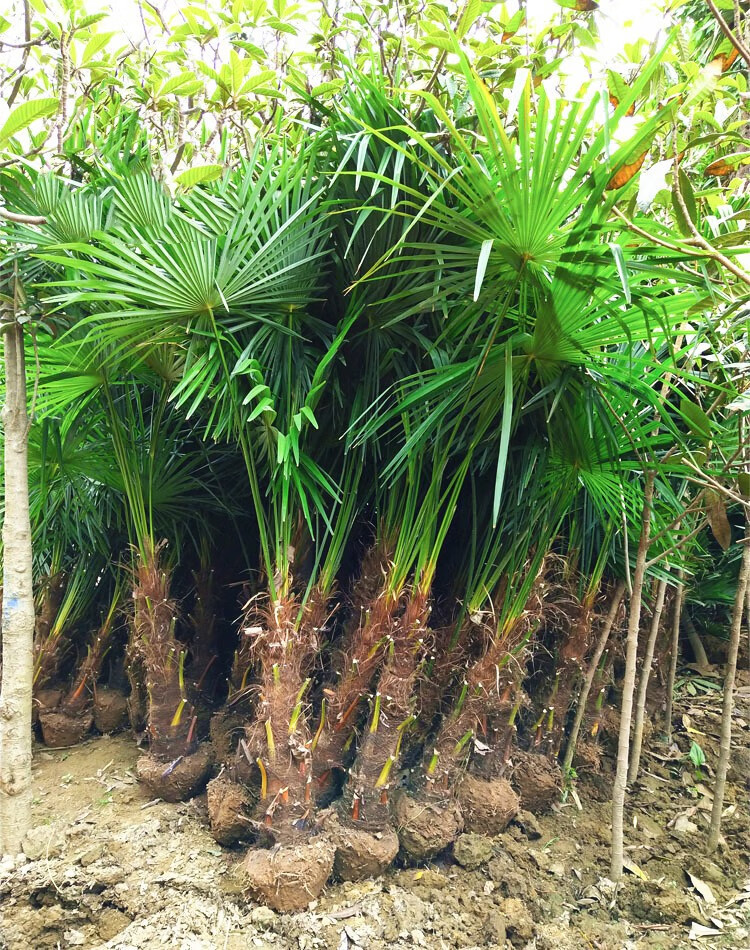 棕榈树苗棕树苗盆栽棕榈苗扇子树苗别墅绿化苗木庭院四季常青植物棕高