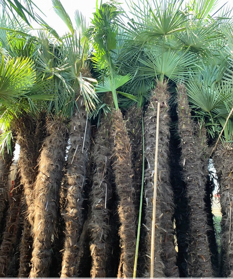 棕榈树苗棕树苗盆栽棕榈苗扇子树苗别墅绿化苗木庭院四季常青植物棕高