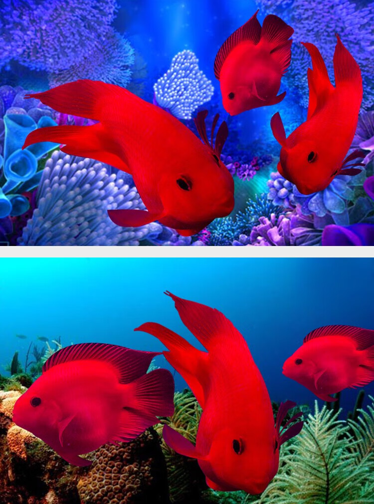 招财鱼龙鱼混养好养大红色的鱼耐活群体淡水鱼1012公分精品元宝特价