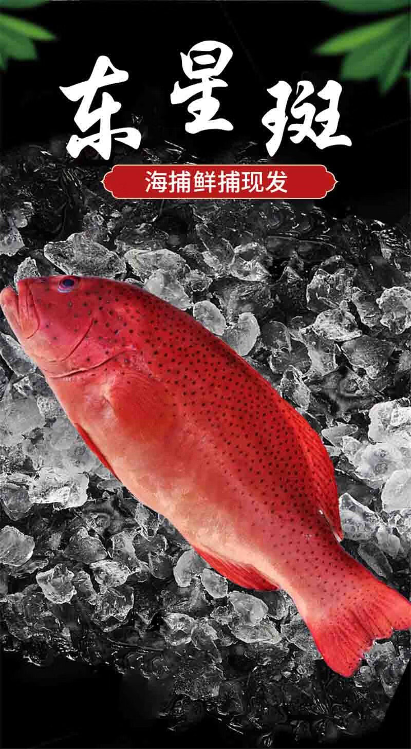 常见的红色海鱼图片