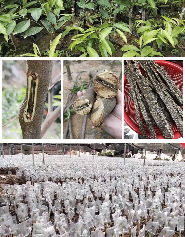 奇楠沉香树苗嫁接绿奇楠一代苗棋楠稀有名贵苗木盆栽花园庭院绿植农业