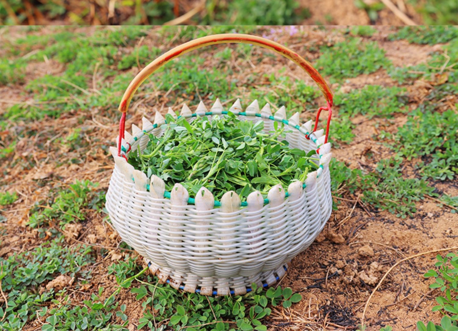 【顺丰】 陕西新鲜头茬苜蓿菜草头菜秋冬嫩芽金花菜当季食用凉拌蔬菜