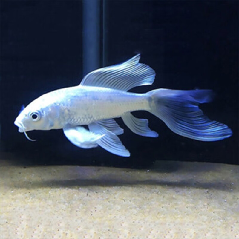 jypet锦鲤活体观赏鱼小鱼苗淡水龙凤锦鲤长尾草金鱼冷水鱼活体 14-15