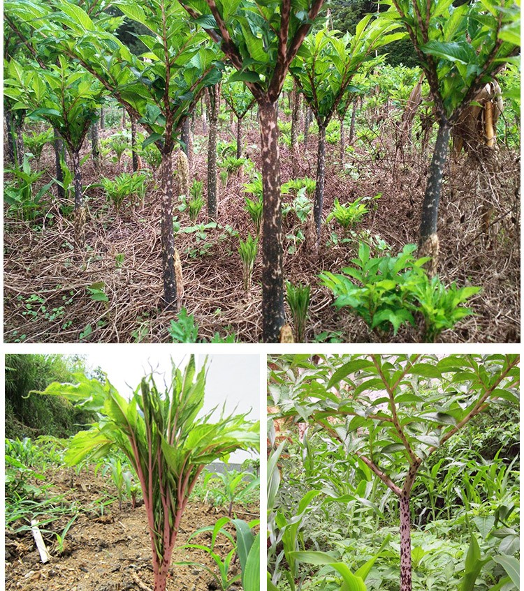 媚调 云南生魔芋 新鲜魔芋 现挖大魔芋头 魔芋豆腐原材料 魔芋 1500g