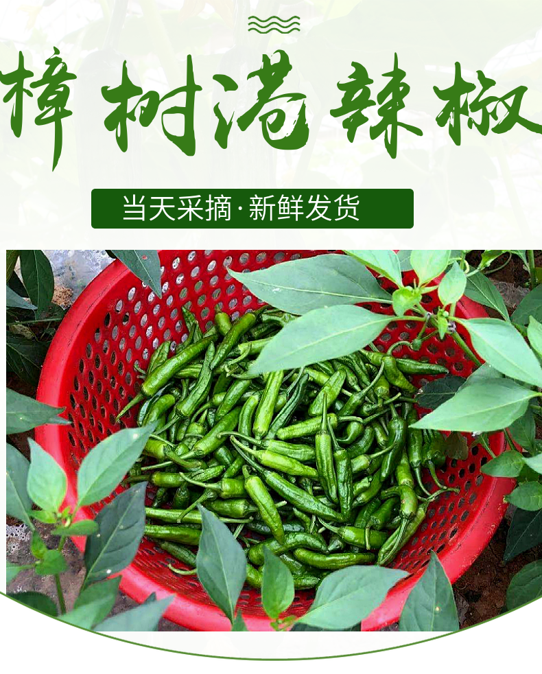 湖南本地樟树辣椒新鲜港辣椒新鲜蔬菜辣微辣青辣椒尖椒 1000g【图片