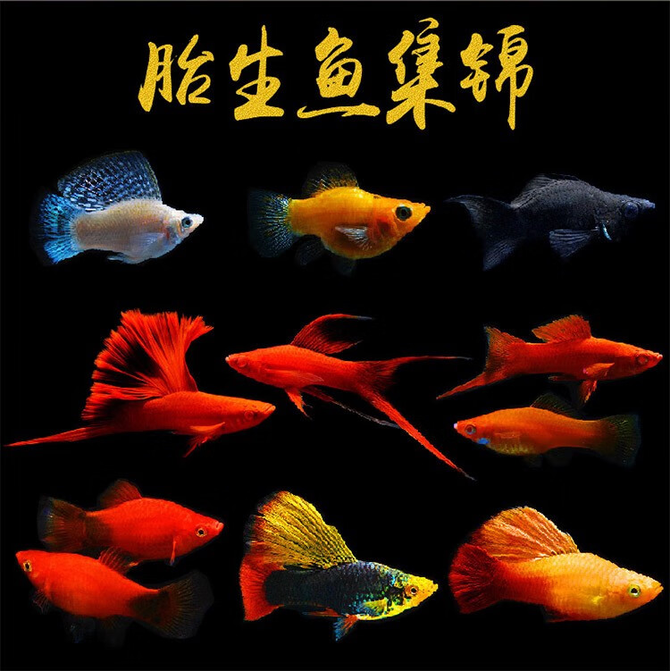 活体宠物小型热带鱼观赏鱼活体红玛丽高鳍红剑鱼淡水鱼孔雀鱼大红色单