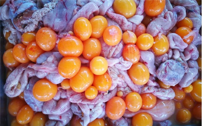 春光岛大菜园 鸡内脏蛋包蛋黄 鸡卵蛋 新鲜老母鸡卵巢鸡蛋肠蛋 1kg【2