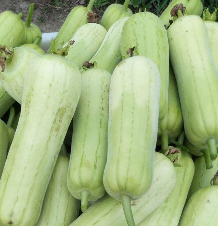 寿禾白嫩丝瓜种子短胖水瓜种籽皮肉白爬藤蔬菜种结果