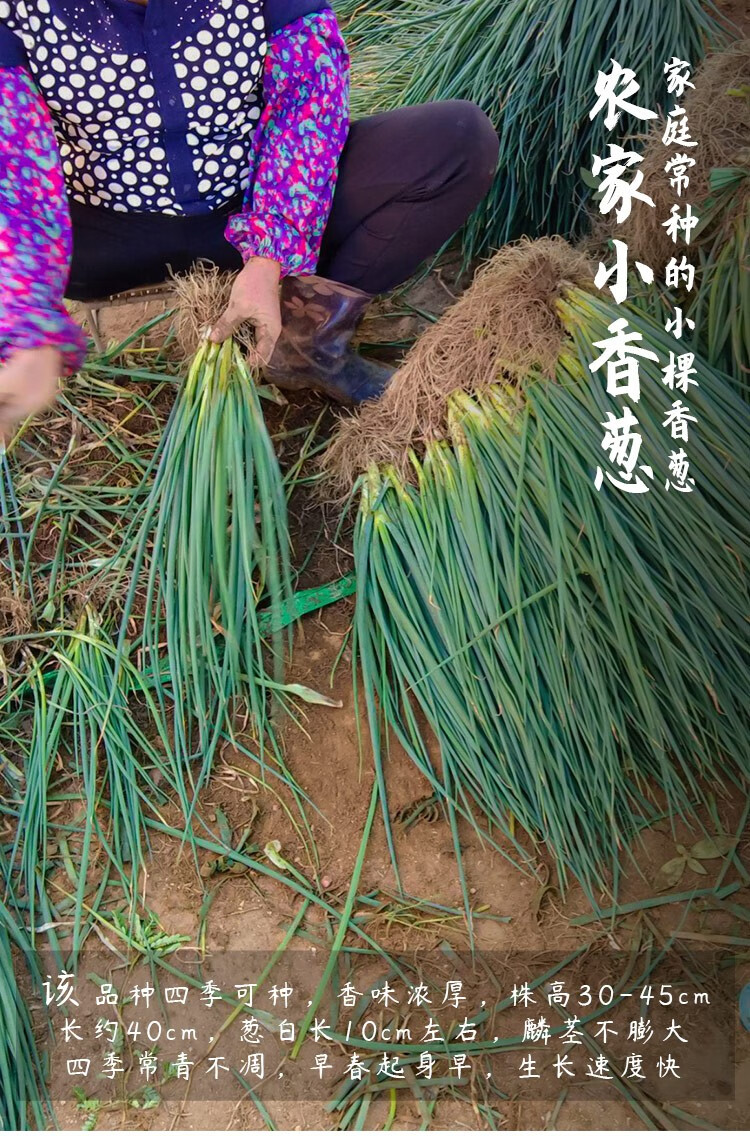 寿禾 红葱头种子四川葱头四季小香小葱籽盆栽火葱家庭种植夏季小毛葱