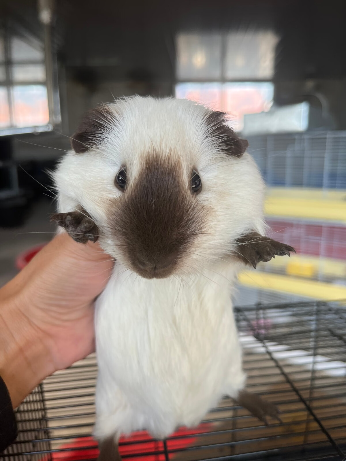 灵狐之家 加州荷兰猪活体宠物豚鼠各种颜色卷毛包子脸缎毛宠物猪荷兰