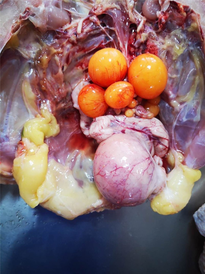 春光岛大菜园 鸡内脏蛋包蛋黄 鸡卵蛋 新鲜老母鸡卵巢鸡蛋肠蛋 1kg【2