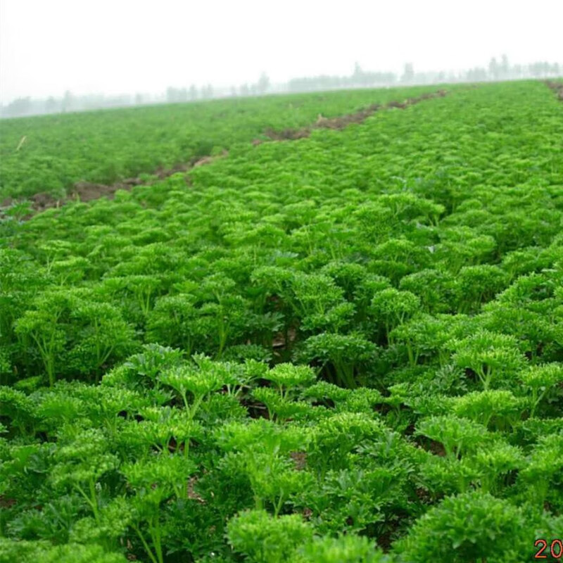 凤鸣雅世 摩西香芹法香种子欧芹种子法香皱叶摩西 香