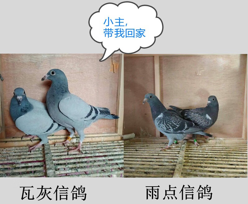 double yellow鸽子活体 卡奴白羽王雨点瓦灰信鸽杂色肉鸽银灰观赏鸽