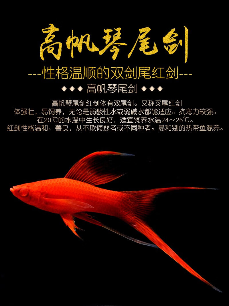 活体宠物小型热带鱼观赏鱼活体红玛丽高鳍红剑鱼淡水鱼孔雀鱼大红色