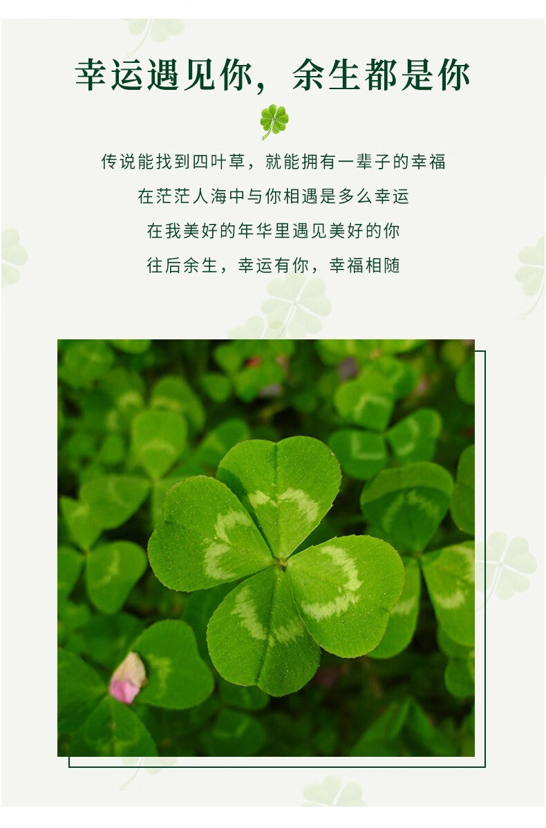 瑞德罗曼四叶草手链女时尚饰品生日礼物送女友送老婆520情人节礼物