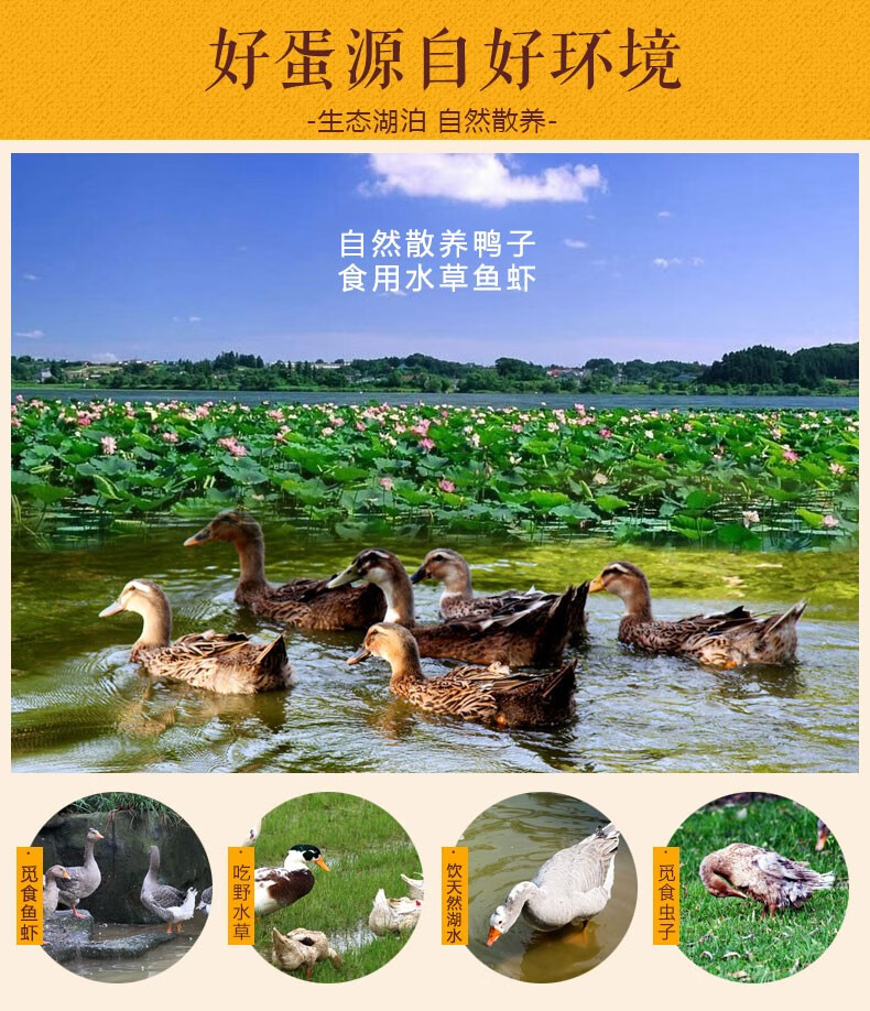 白洋淀雄安特产20枚咸鸭蛋海鸭蛋流油麻鸭蛋 咸鸭蛋20枚 卤蛋*20