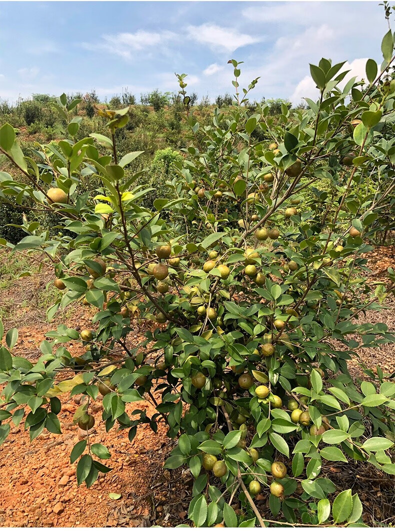 油茶树苗 高产嫁接油茶苗茶油树苗矮化容器苗营养杯苗南方可种植 长林
