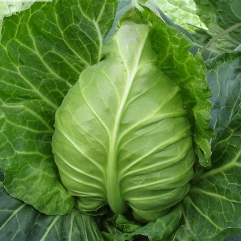 现砍现发四川农家牛心包菜新鲜莲裹心莲花白手撕尖尖白菜卷心菜绿鸡心