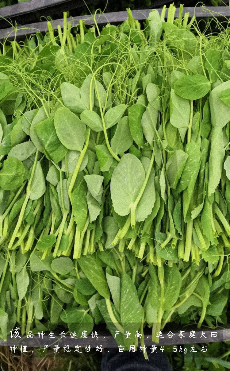 寿禾四川豌豆尖种子豌豆苗蔬菜青菜苗菜种籽四季秋季冬季播种鲜嫩二号