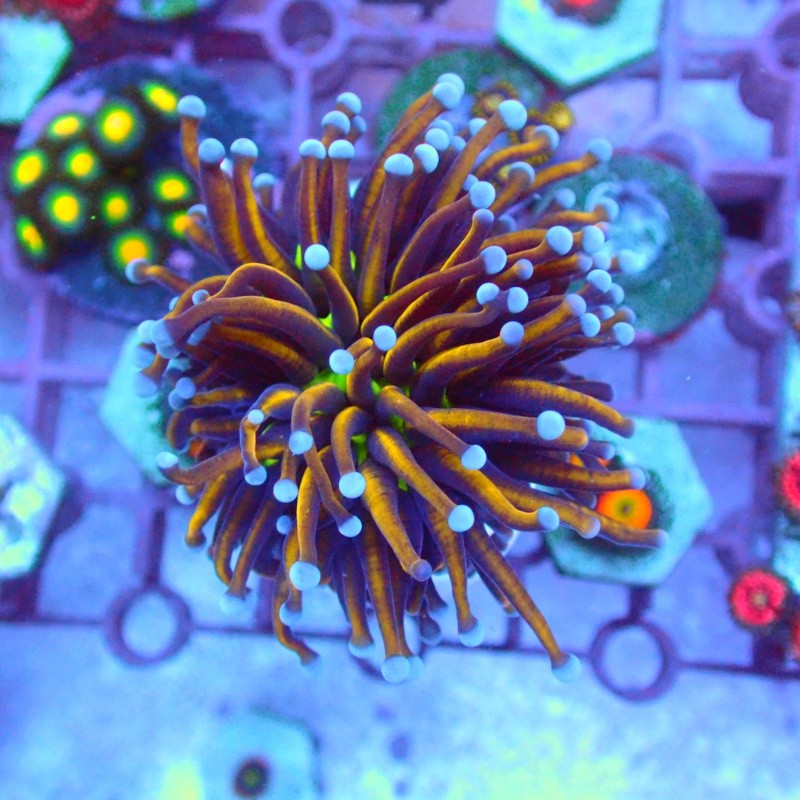 珊瑚活体活物火柴头绿金火柴荧光绿粉点绿火柴海水观赏物运输包活-岚