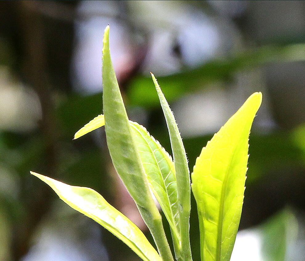 宫明茶叶一尖系列头春头采景迈古树春茶云南普洱茶生茶饼七子饼茶生普