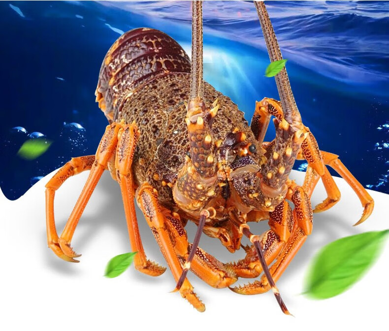 【活鲜】惠多渔 新西兰鲜活纽龙大龙虾 澳龙澳洲龙虾 纽龙800-900g/只