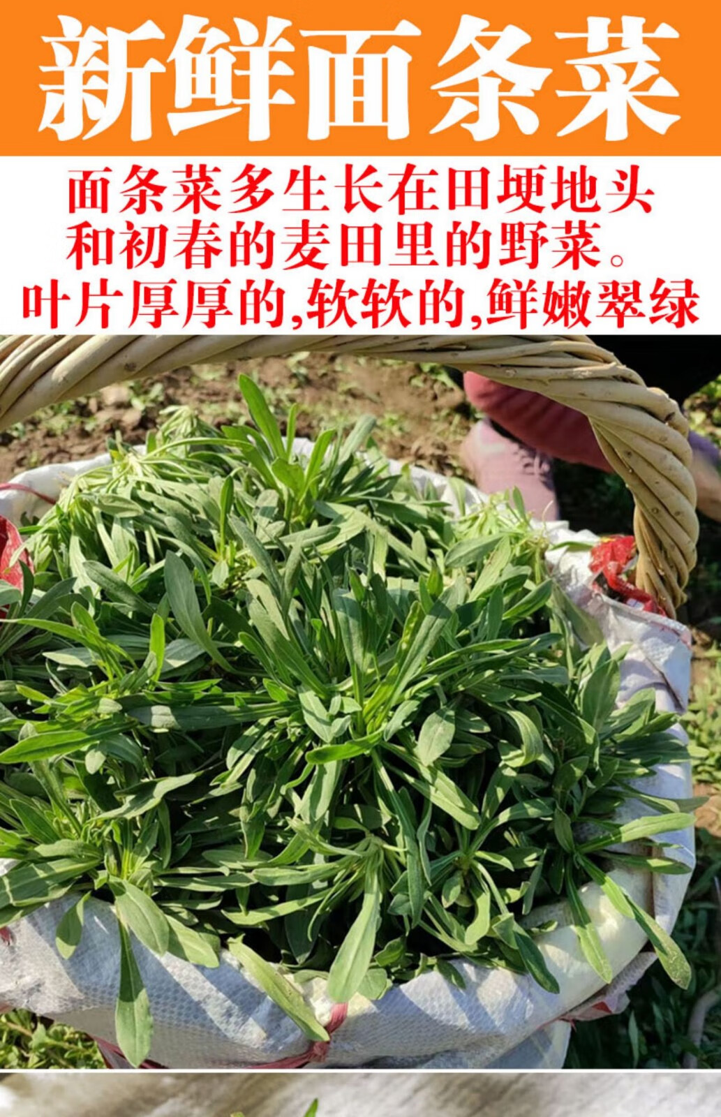 (顺丰/现挖)山东特产面条菜 时令羊蹄棵 蒸菜食材 新鲜现挖 1-5斤带箱