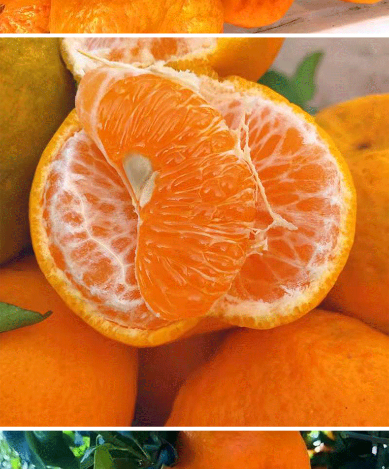 果园直发云南大理宾川椪柑新鲜柑橘宾川芦柑丑橘桔子5810斤整箱现摘现