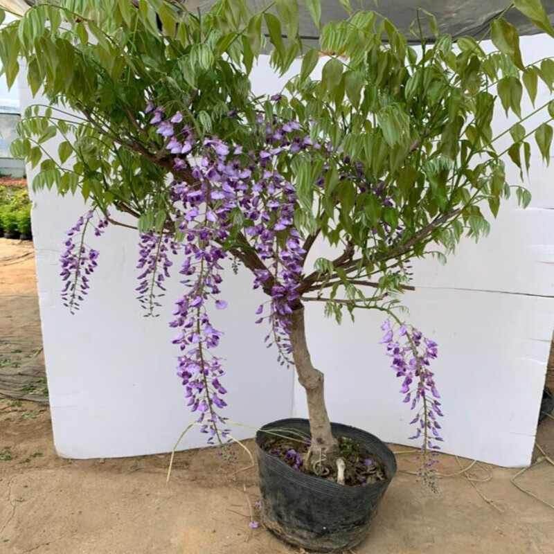 攀援花卉树苗爬藤植物紫藤花苗紫藤苗木生长速度快5年苗粗15厘米左右