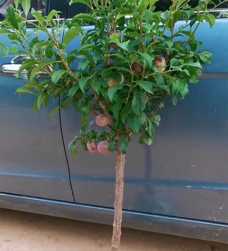 李子树苗 南北方庭院种植盆栽地栽 三华黑布林 李子小苗 蜂糖 10年