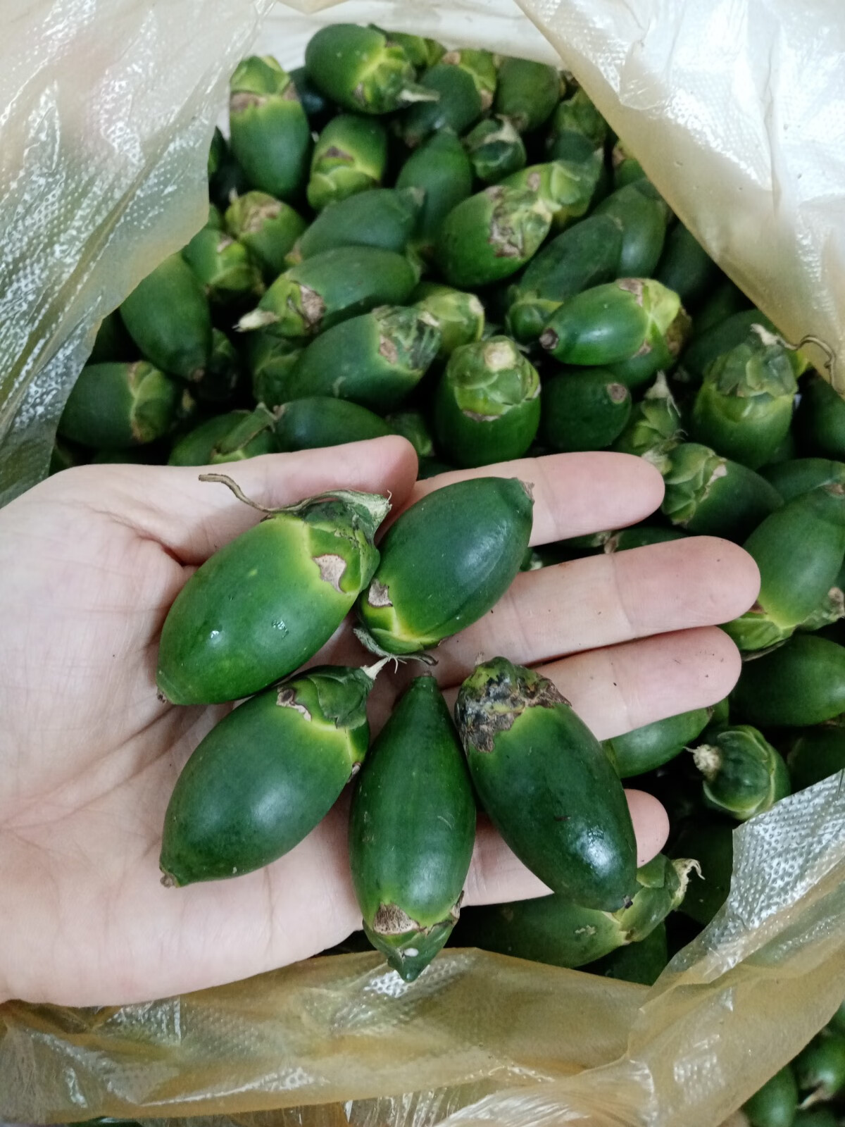 源外【顺丰空运】海南青槟榔生果新鲜槟榔现摘500g散装生槟榔青果 甜