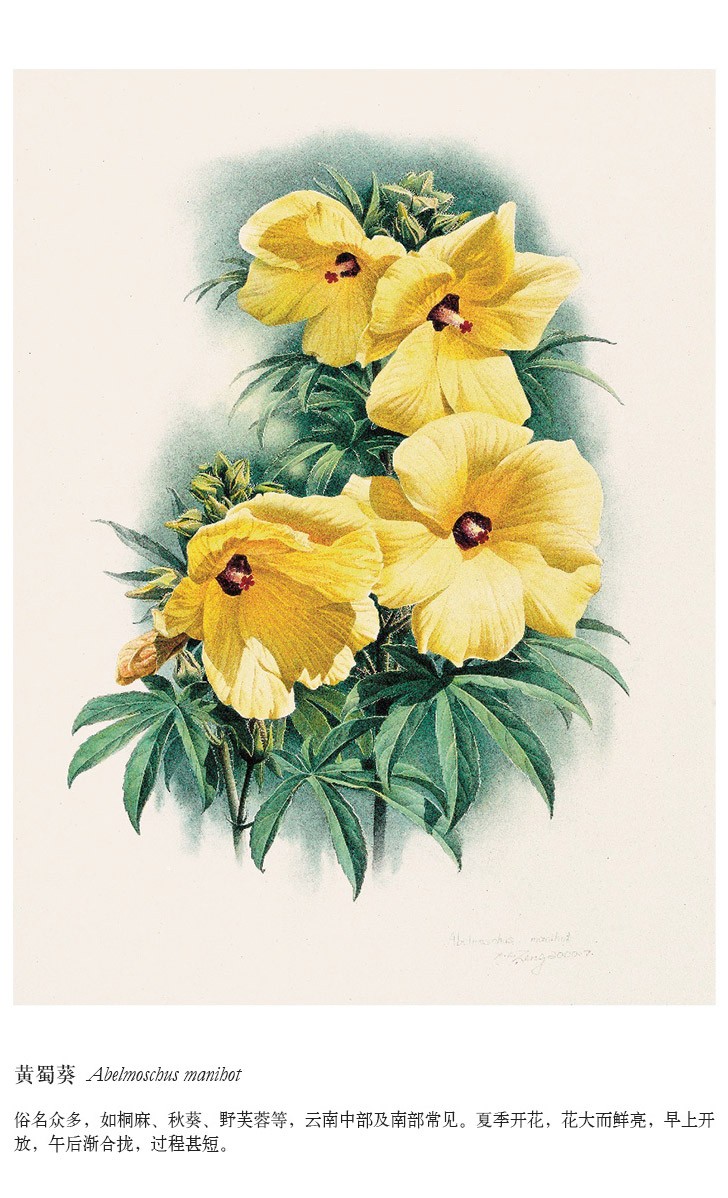 《【可选】读库 花叶 曾孝濂作品集 科学植物画 科学生物画套装《花叶