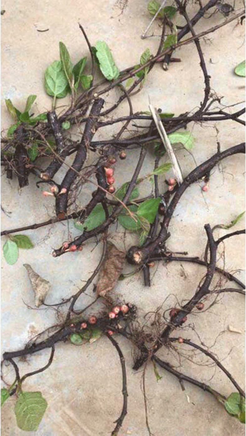 民汇园 水果种苗 羊奶果种子野地瓜苗地枇杷满地青地瓜藤地趴果野香蕉