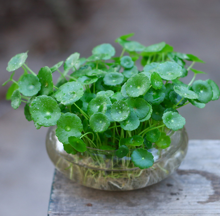 水培植物铜钱草金钱草带叶子室内水养花卉绿植盆栽办公四季好养活