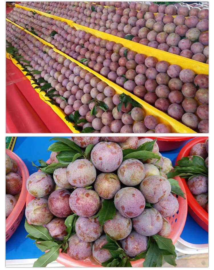 广东信宜钱排三华李新鲜现摘 精品大果红心李孕妇水果脆酸甜李子 钱排